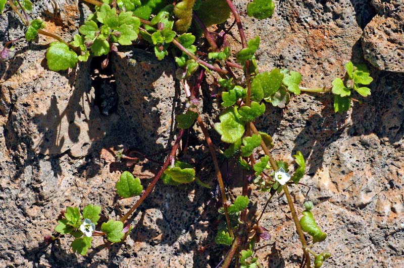 Pianta reptante : Veronica cymbalaria Bodard s.l.